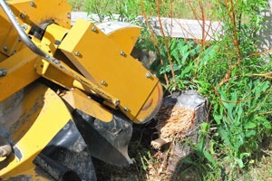 Stump-Grinding-Service-Bellevue (1)