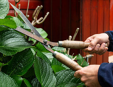 branch-cutting