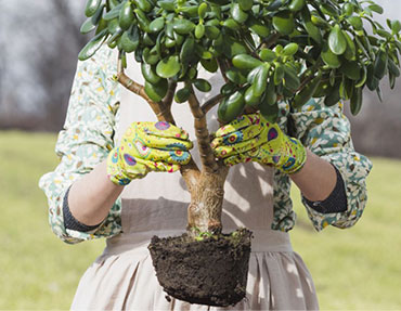 tree-plantation